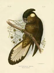 Baudins svarte kakadu, 1891